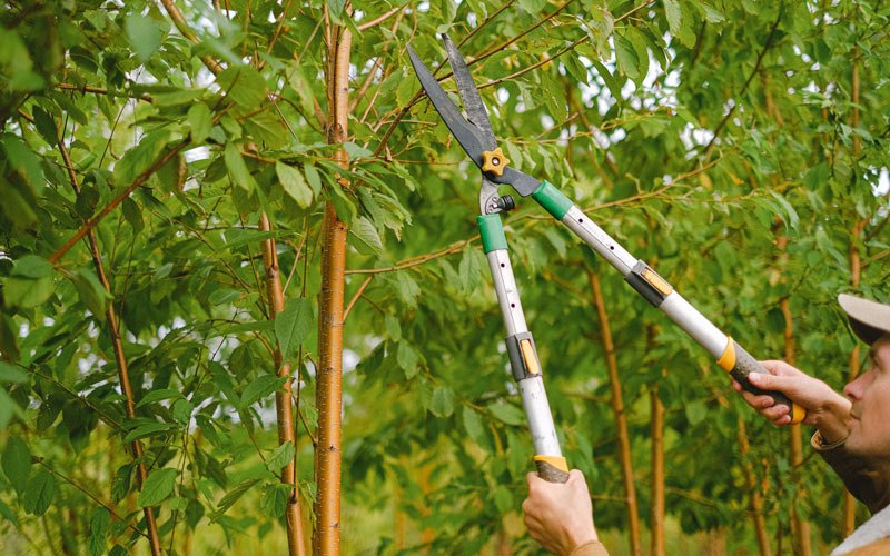 Tree trimming in Shepardsville, IN